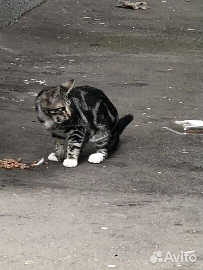 Мраморный красавец ищет дом