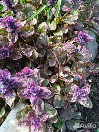 Растения для сада