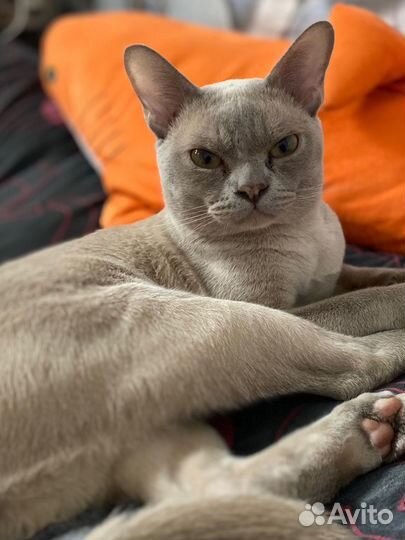 Бурманский кот на вязку