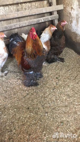 Петух брама крупные