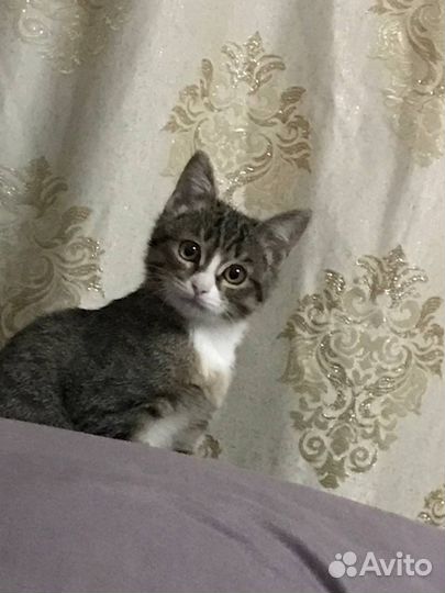 Кошка в добрые руки