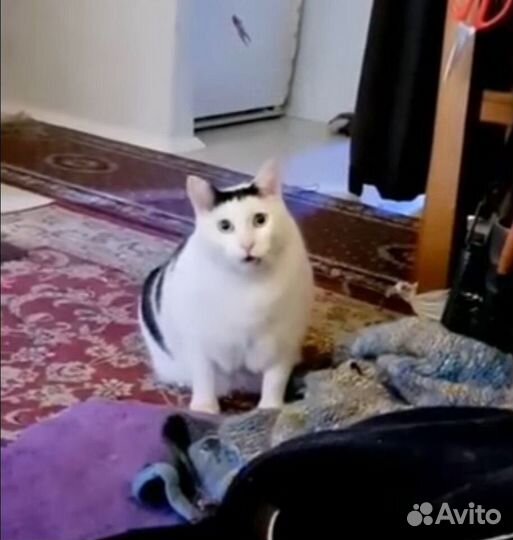 Игрушка в смешанной технике. Кот