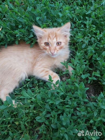 Отдам котика