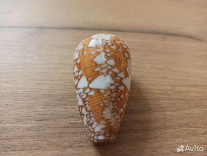 Морская раковина