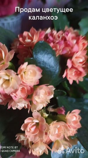 Каланхое цветущее