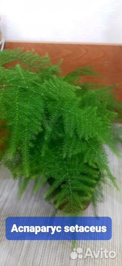 Аспарагус перистый