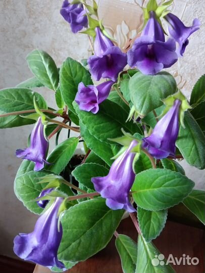 Глоксиния лист