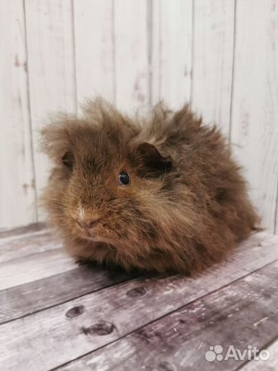 Морская свинка альпака