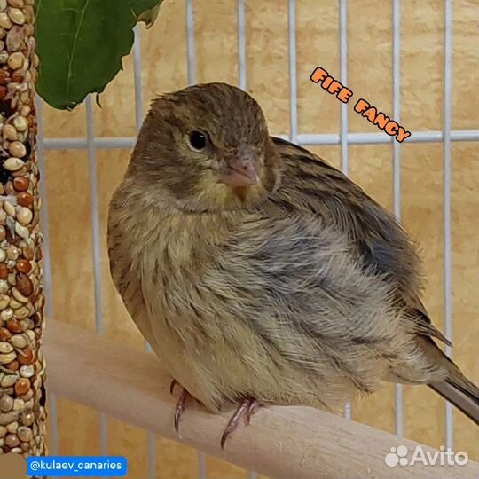 Канарейка самка