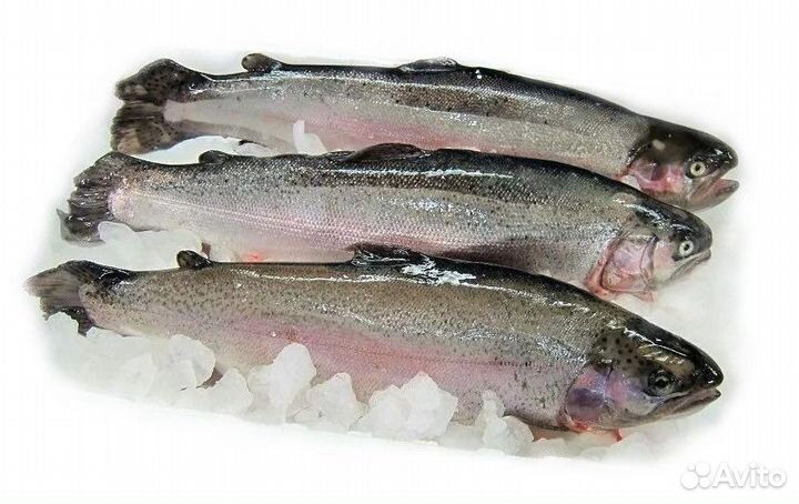 Форель премиум