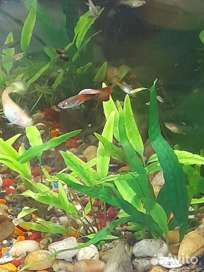 Рыбки гуппи