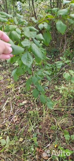 Слива синяя венгерка