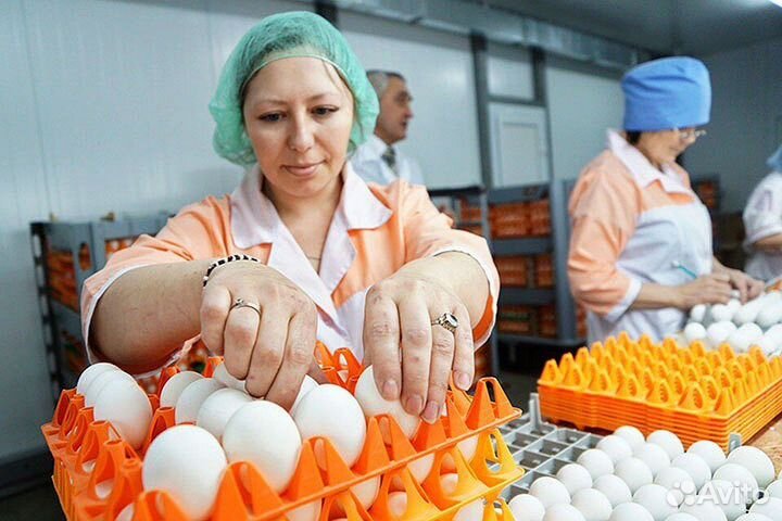 Упаковщик яиц в коробки Тульская область