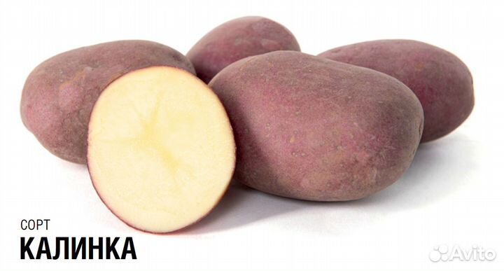 Семенной картофель высоких репродукций