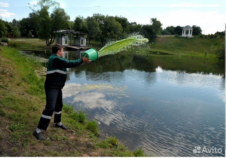 Хлорелла Pond. Экология водоёма