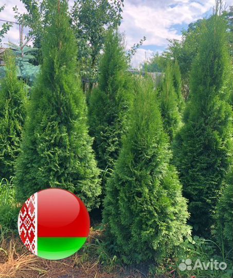 Туи Смарагд 1,4-1,6 м 1,8-2 м