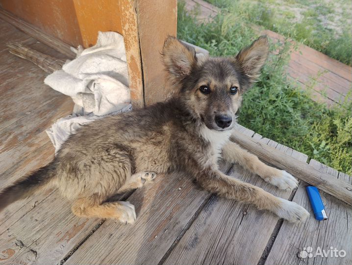 Щенок в добрые руки