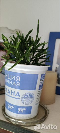 Хатиора Hatiora