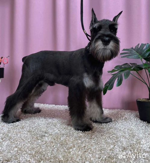 Стрижка собак и кошек