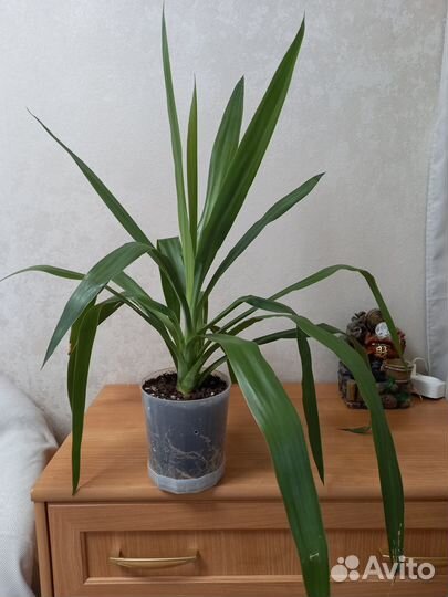 Замиокулькас.Юкка