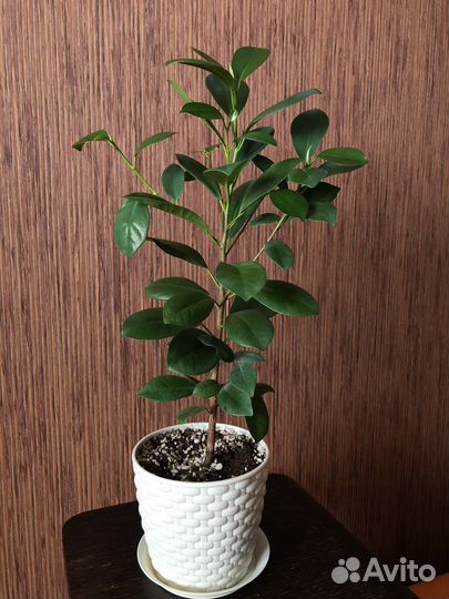 Фикус мокламе