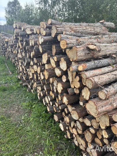 Можжевельник