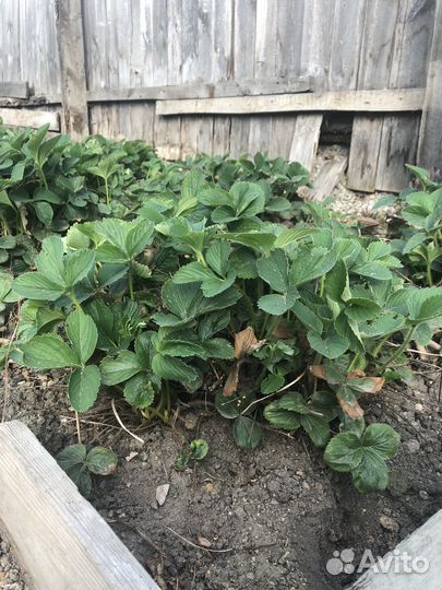 Клубника ремонтантная