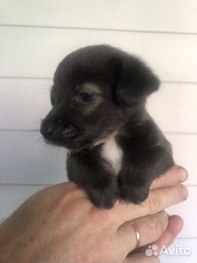 Щенки метисы джек рассел