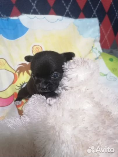 Щенки мини чихуахуа