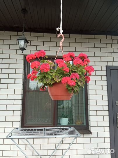 Пеларгония ампельная два сорта