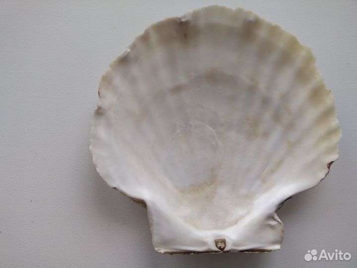 Ракушки морского гребешка