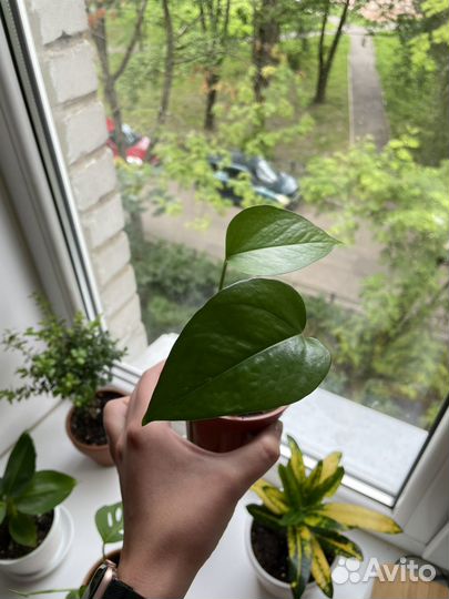 Сциндапсус / эпипремнум