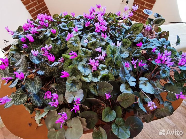 Европейский цикламен душистый Purpurascens