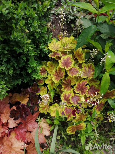 Многолетние цветы для сада