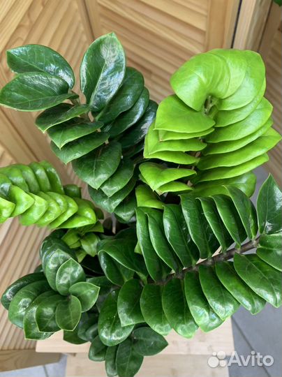 Замиокулькас Зензи