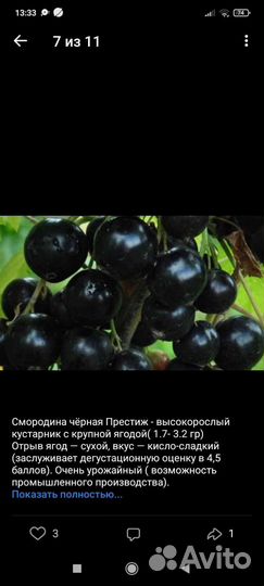Черная смородина(красная, белая)