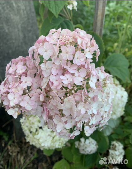 Гортензия древовидная Candybelle Bubblegum