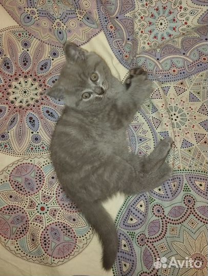 Шотландский котёнок