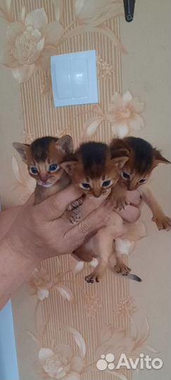 Абиссинская кошка