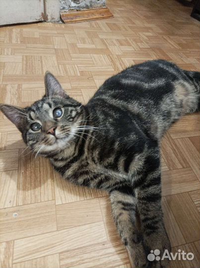 Отдадим в добрые руки котенка-Оскара