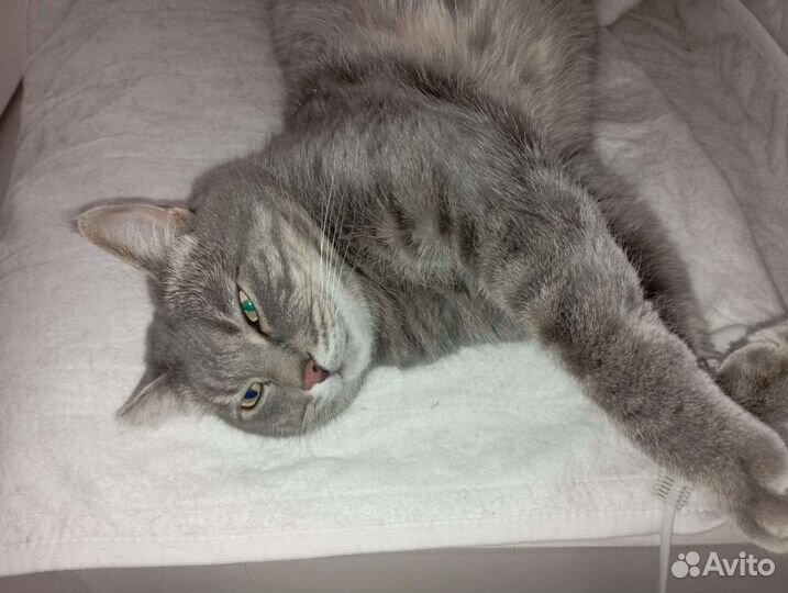 Кот метис мейкуна