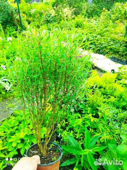 Ива Нана, Сахалинская, Дерен