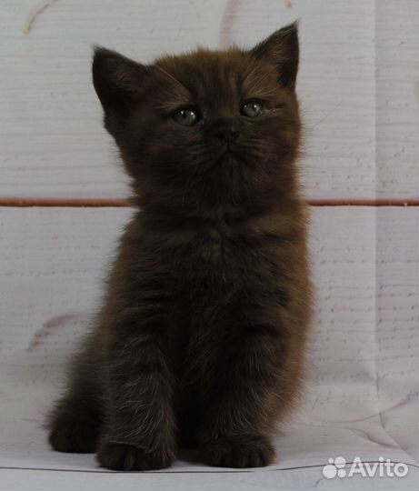 Британские котята Шоколад