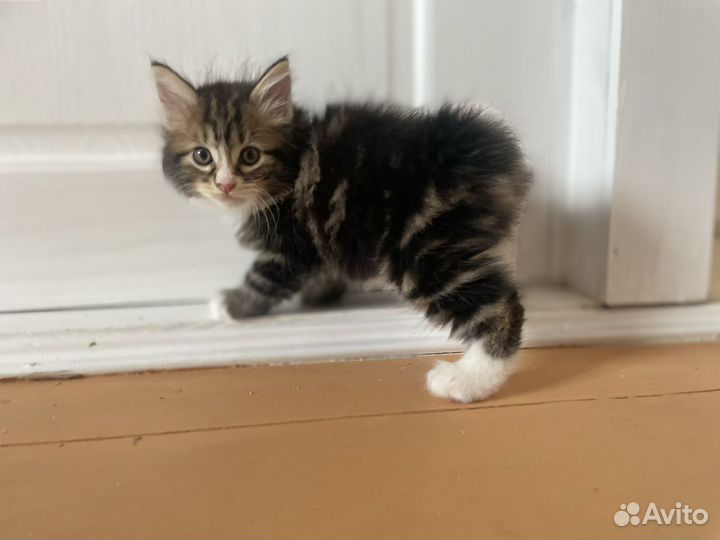 Курильский бобтейл