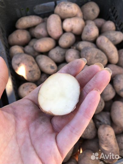 Семенной картофель