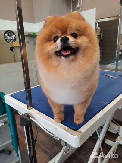 Грумер. Стрижка собак, кошек. чистка зубов-гигиена