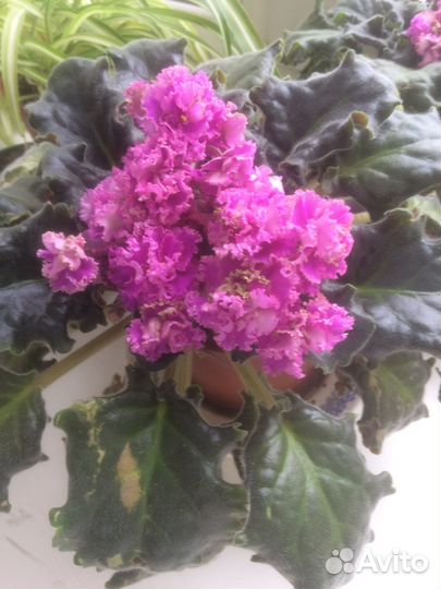 Комнатные цветы фиалки