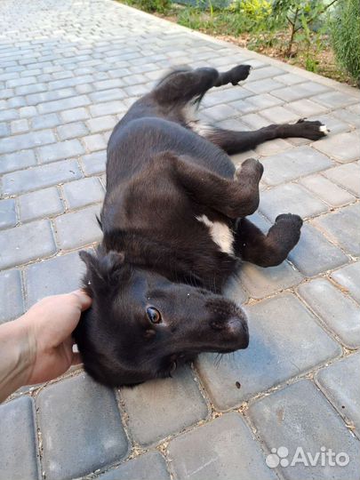 Черный окрас