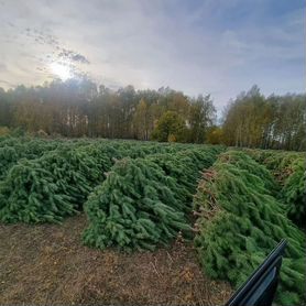 Качественные сосны для бизнеса опт от производител