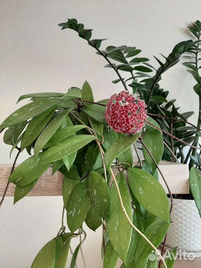 Хойя Пубикаликс. Hoya pubicalix